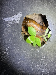 Scolopendra