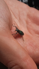 Naupactus