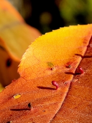 Eriophyes emarginatae