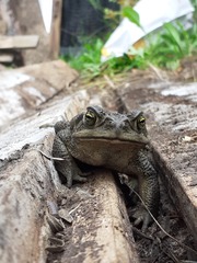 Rhinella arenarum