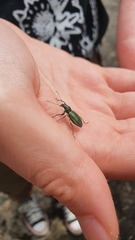 Naupactus