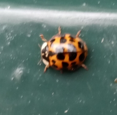Harmonia axyridis