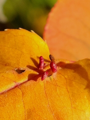 Eriophyes emarginatae