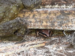 Leptodactylus mystacinus