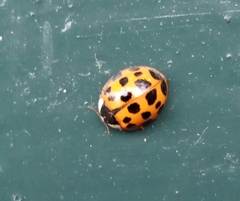 Harmonia axyridis