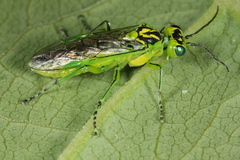 Rhogogaster viridis