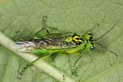 Rhogogaster viridis