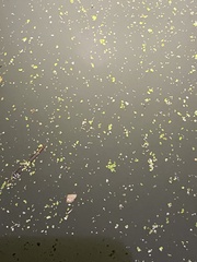 Chrysaora chesapeakei