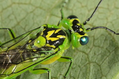 Rhogogaster viridis