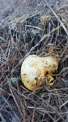 Buchwaldoboletus sphaerocephalus