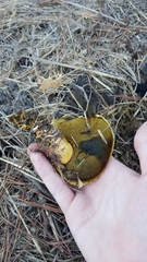 Buchwaldoboletus sphaerocephalus