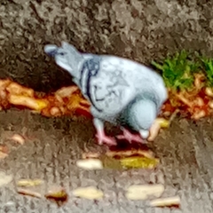 Columba livia