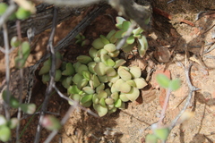 Anacampseros telephiastrum