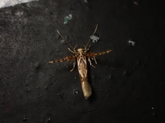 Stathmopoda stimulata