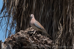 Streptopelia senegalensis senegalensis