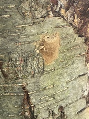 Lymantria dispar