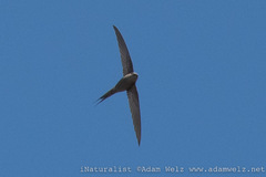 Cypsiurus parvus