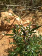 Centranthus calcitrapae