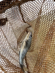 Menticirrhus americanus
