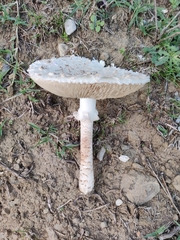Saproamanita vittadinii