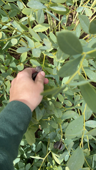 Baptisia sphaerocarpa