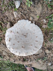 Saproamanita vittadinii
