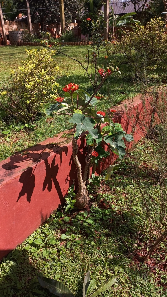 Jatropha podagrica, Puerto Iguazú, Misiones, Argentina