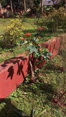Jatropha podagrica
