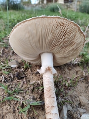 Saproamanita vittadinii