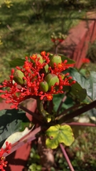 Jatropha podagrica