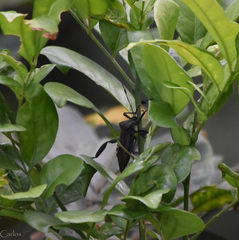 Pachylis acutangulus