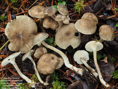 Spodocybe trulliformis