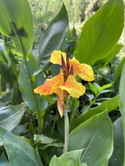Canna × generalis