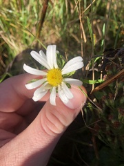 Leucanthemum vulgare