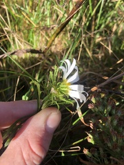 Leucanthemum vulgare