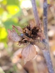 Andricus quercusfrondosus