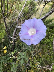 Ipomoea lindheimeri