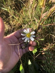 Leucanthemum vulgare