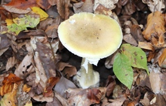 Amanita phalloides
