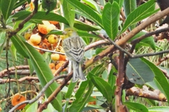 Serinus canaria