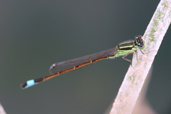 Ischnura saharensis