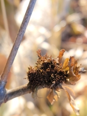 Andricus quercusfrondosus