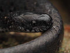 Pareas margaritophorus