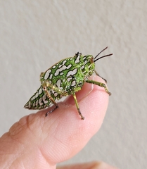 Physemacris variolosa