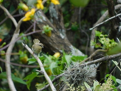Basileuterus rufifrons