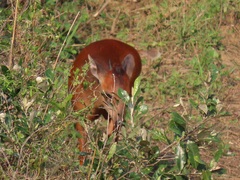 Cephalophorus natalensis natalensis