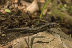 Oligosoma kokowai