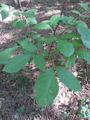 Carya glabra
