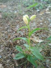 Cephalanthera damasonium