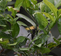 Pachylis acutangulus